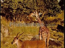 El rincón Safari Park, Aldea del Fresno (Madrid)