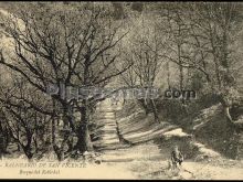 Bosque del robledal y balneario de san vicente (huesca)