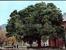 Ver fotos antiguas de Parques, Jardines y Naturaleza de ARCENIEGA