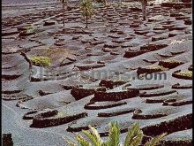 Viñedos de lanzarote