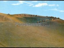 Caravana de camellos en la isla de los volcanes en lanzarote (islas canarias)