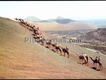 Caravana de dromedarios en montaña del fuego de lanzarote (islas canarias)