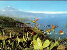 Strelicias en la costa del norte (tenerife)