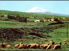 Paisaje de tenerife (islas canarias)