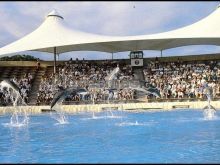 Delfinario loro parque en puerto de la cruz (santa cruz de tenerife)