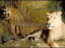 Grupo leones en el museo de paterna (valencia)