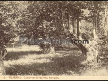 Ver fotos antiguas de parques, jardines y naturaleza en VILADRAU