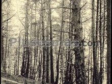 Bosc de pins en lleida