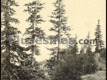 Ver fotos antiguas de parques, jardines y naturaleza en CASTELLCIUTAT