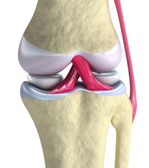 Articulación sinovial