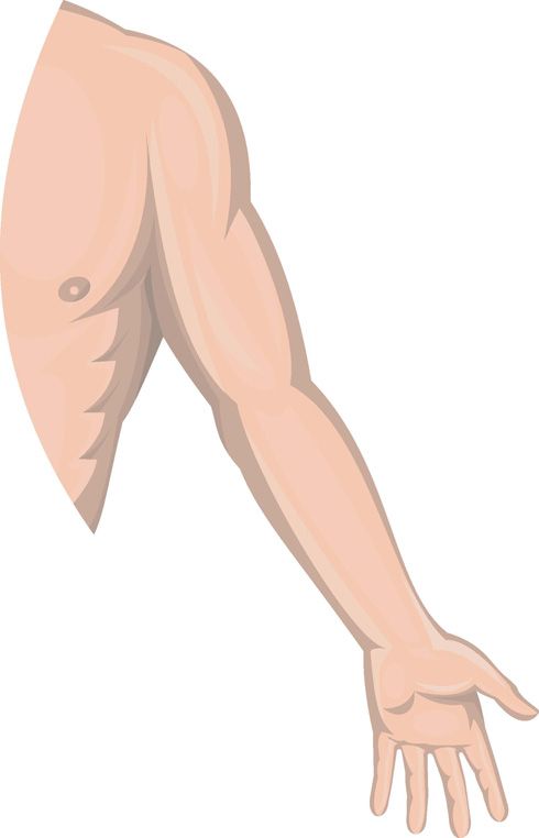 Brazo (anatomía)