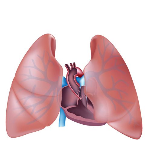 Pulmones