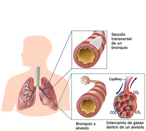 Topografía de los pulmones