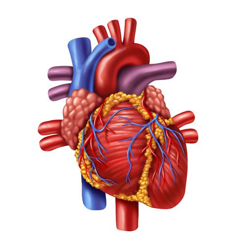 Arterias y venas coronarias