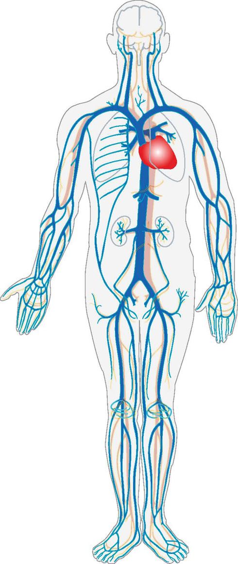 Circulación sanguínea