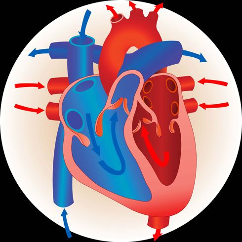 Corazón (ventrículos)