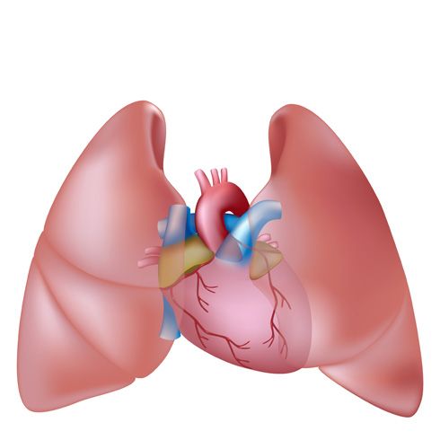 Circulación pulmonar