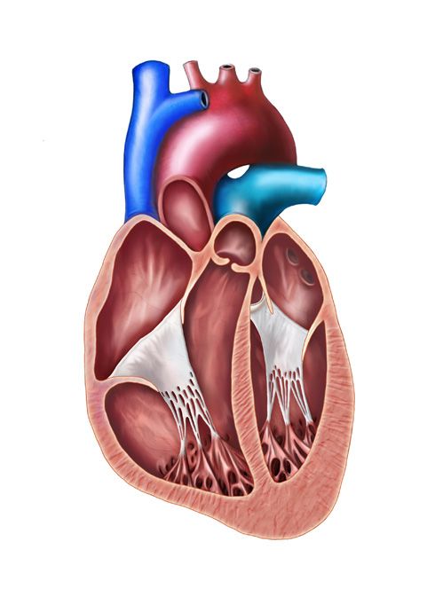 Interior de la cavidad cardiaca