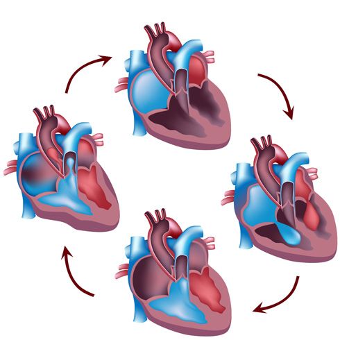 Sistema cardiaco