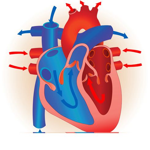 Sistema cardionector