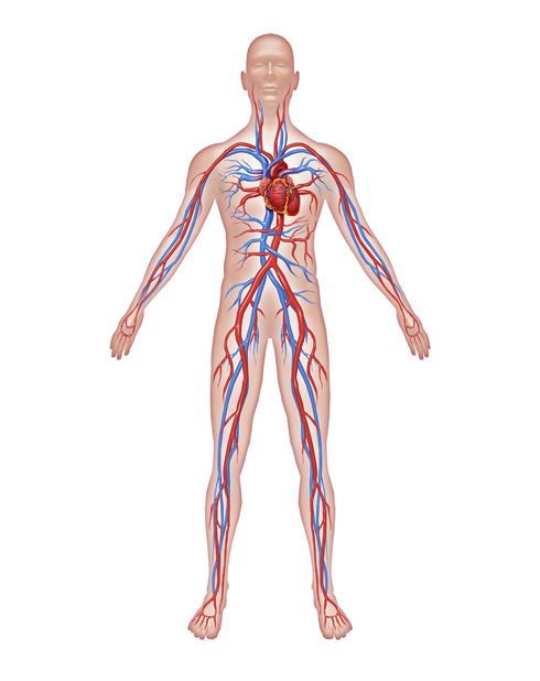 Anatomia e fisionomia humana