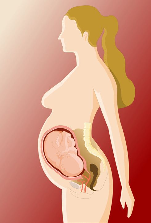 Embarazo (duración)