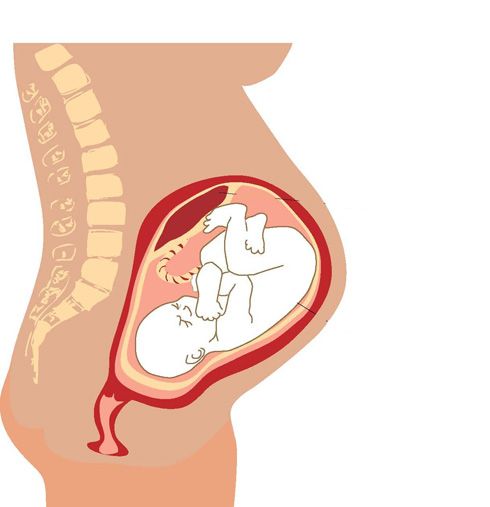 Placenta