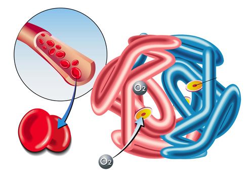 Hemoglobina