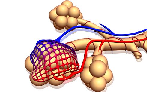 Alvéolos con vasos sanguíneos