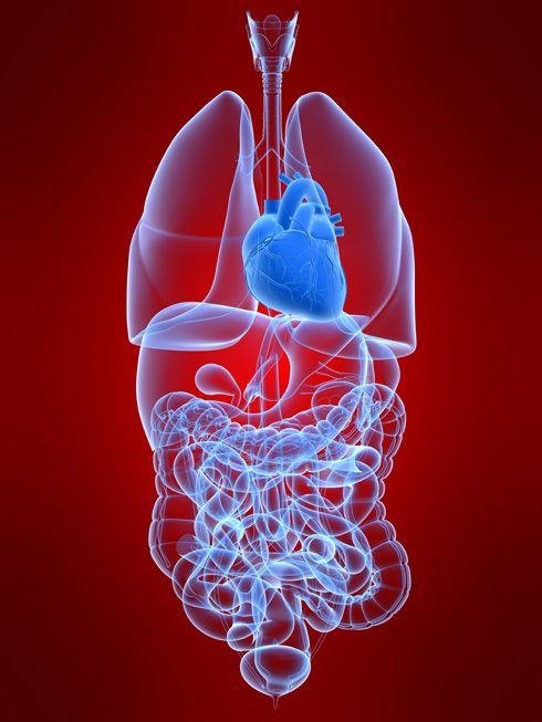 Pulmones y corazón