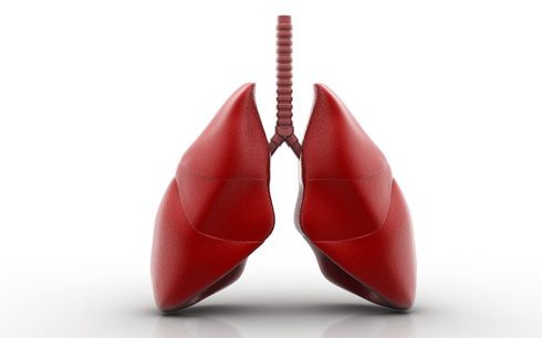 Pulmones y tráquea