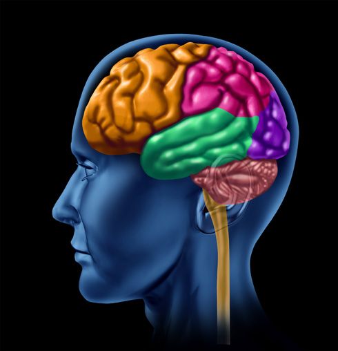 Cerebro (vista lateral)