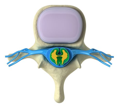 Médula espinal