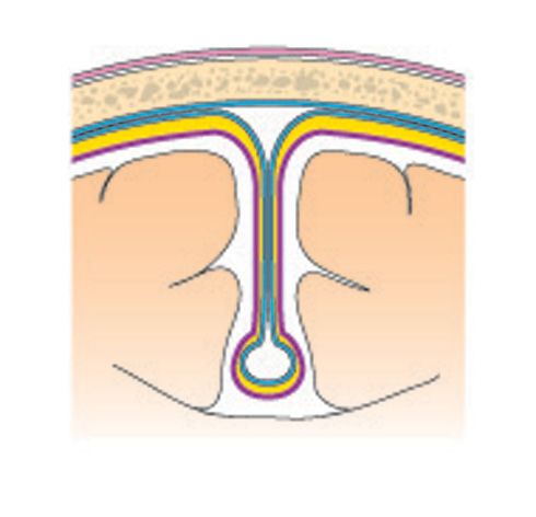 Meninges