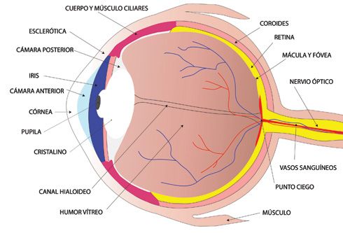 Músculos oculares