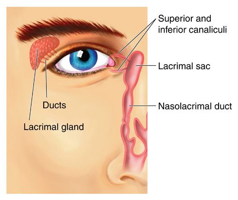 Sistema lacrimal