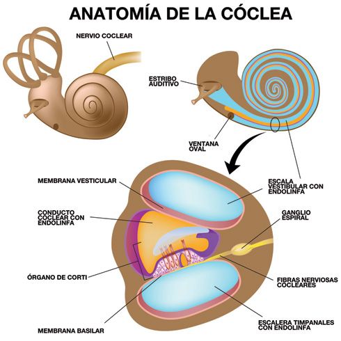 Cóclea