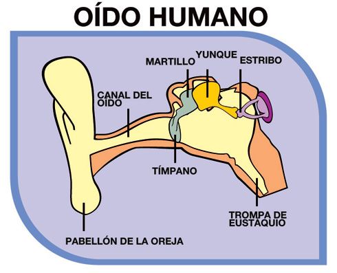 Estructura del oído