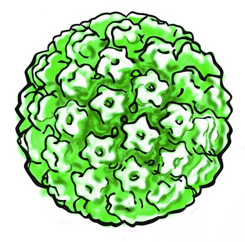 Papiloma virus
