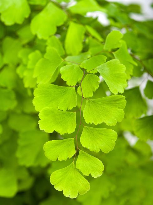 Ginkgo