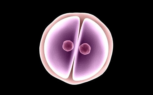 Fusión por mitosis