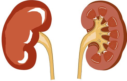 Pelvis renal