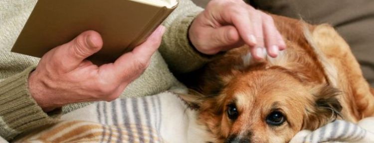 ¿Puedo dejar la herencia a mi mascota? Lo que realmente puedes hacer en España