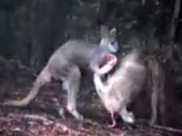 Los animalitos más divertidos